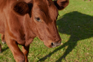 Pasture of cows eating grass on the hills with a beautiful view