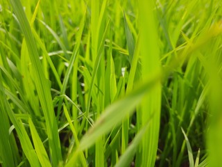 Fototapeta premium fresh green grass, beautiful green rice field in India. Green grass landscape. Green paddy field in India. 