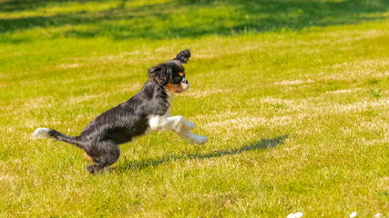  a cute puppy running on the lawn
