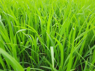 beautiful green rice field in India.  Green grass landscape.  Green paddy field in India. 