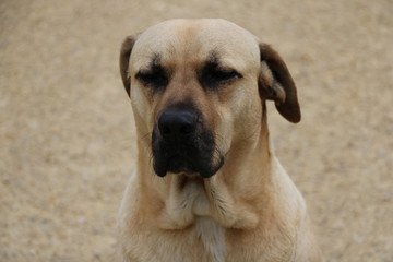 Large dog close-up sits with eyes closed.
