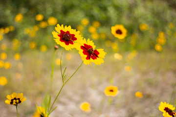 Yellow flowers in the field