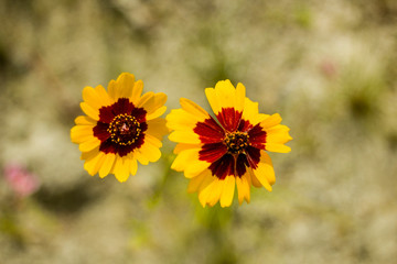 Yellow flowers in the sunshine