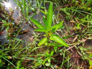 rain drops on a grass, grass flower, 