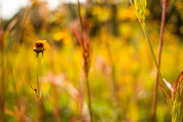 A field in the sunshine during the summer