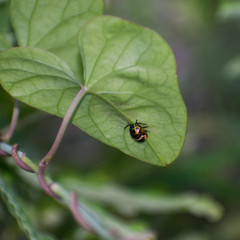 A bug sitting on the exposed surface of the leaf