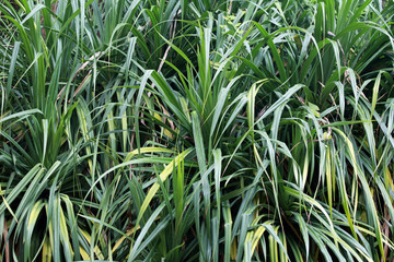 Obraz premium green grass in the wind