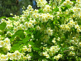 delicate white Jasmine blooms luxuriously in the garden in summer