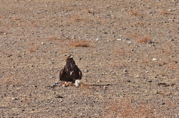 a golden eagle is catching its prey