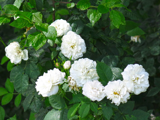 white wild dog rose flourishing in the summer