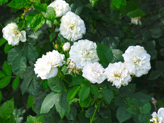 white wild dog rose flourishing in the summer