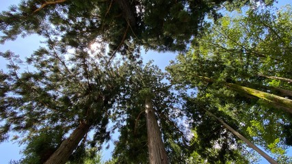 大きな巨木と森の風景