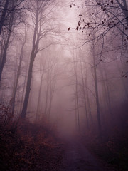 foggy morning in the forest