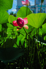 Meadow in  Moscow. Plants from Red Book