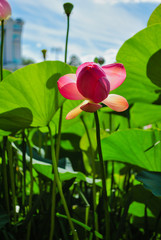 pink lotus in the park