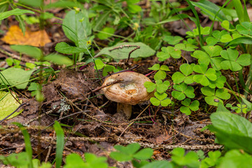 Small russula mushroom growing from under the leaves in the forest