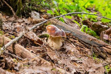 Small boletus growing from under the leaves in the forest