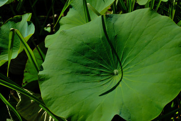 big Lotus leaf