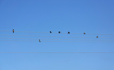 Swallows sitting on power lines