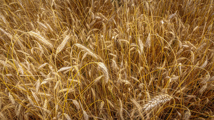golden wheat field in summer