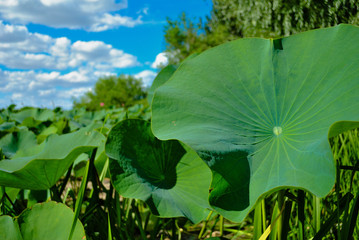 big Lotus leaf