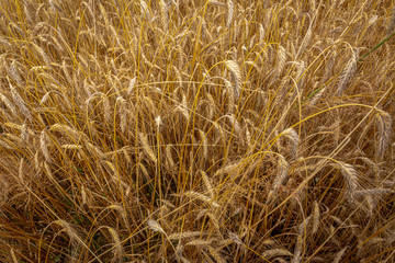 golden wheat field in summer
