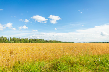 wheat field and blue sky