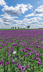 violet poppy flower field with one light, white clouds on blue s