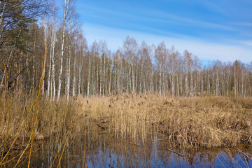 Wetland at the edge of the forest.