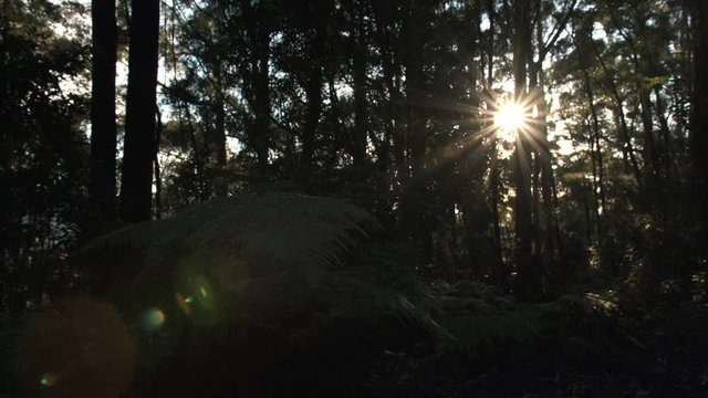 Jamberoo Mountain Ferm Hand Held
