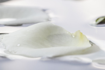 White rose petals on blue water. For a water festival or spa