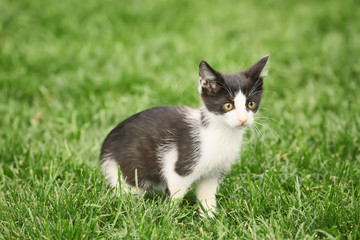 Fototapeta na wymiar Cute funny kitten on green grass outdoors