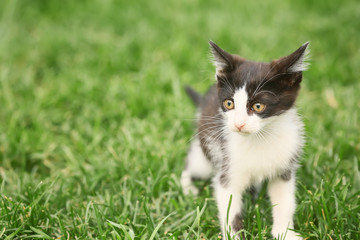 Cute funny kitten on green grass outdoors