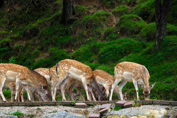 A herd of sika deer while eating.