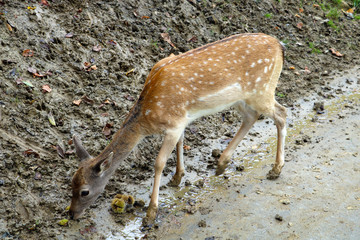 A small sika deer is looking for food.