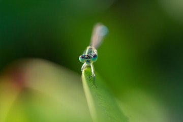 dragonfly on a green leaf