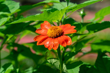 Beautiful orange zinnia angustifolia flower in the garden for background.