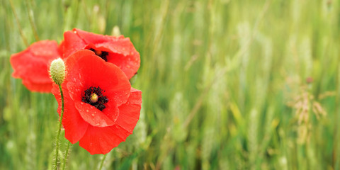 Bright red wild poppies growing in field of green unripe wheat - wet flower left and space for text right side