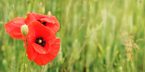 Obraz premium Bright red wild poppies growing in field of green unripe wheat - wet flower left and space for text right side