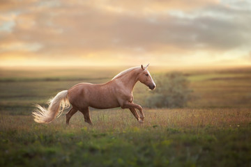 Fototapeta na wymiar Palomino horse run gallop in meadow at sunset light