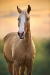 Obraz na płótnie Canvas Palomino horse at sunset light