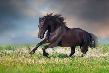 Frisian Horse run gallop on spring green meadow