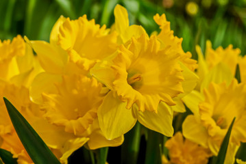 Yellow narcissus are fragrant first spring flowers. Daffodils-decoration of spring parks and squares. Used in landscape design. Close up.