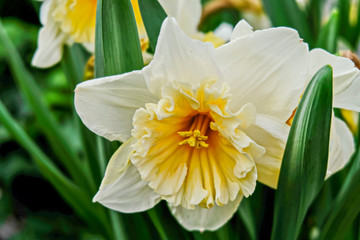 White daffodils are fragrant first spring flowers. Narcissus-decoration of spring parks and squares. Used in landscape design.  Close up.