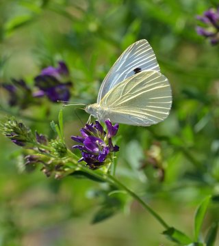 Papillon blanc