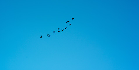 Birds in Formation