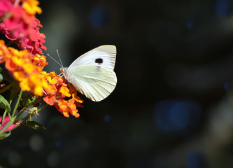 Papillon blanc