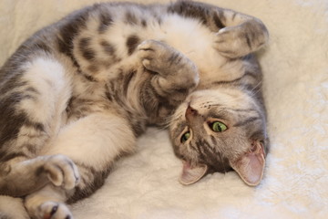 キュートなポーズの猫アメリカンショートヘア
American shorthair cat with a cute pose.