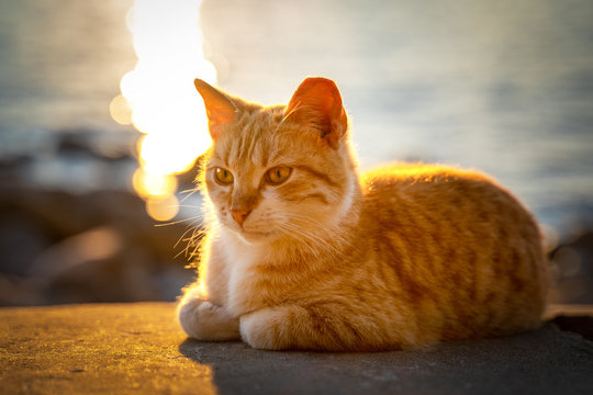 Cute red street cat lies on concrete parapet and basks in golden rays of setting sun, blurred background with sea, front view. Sunbeams reflect off the surface of water
