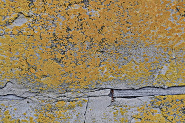 Wall background texture. Gray plaster in cracks with traces of fungus. For design and web design,...